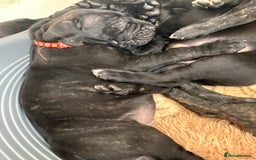 Mixed Breed dogs for sale: Cane Corso x boerboel  - Image 8