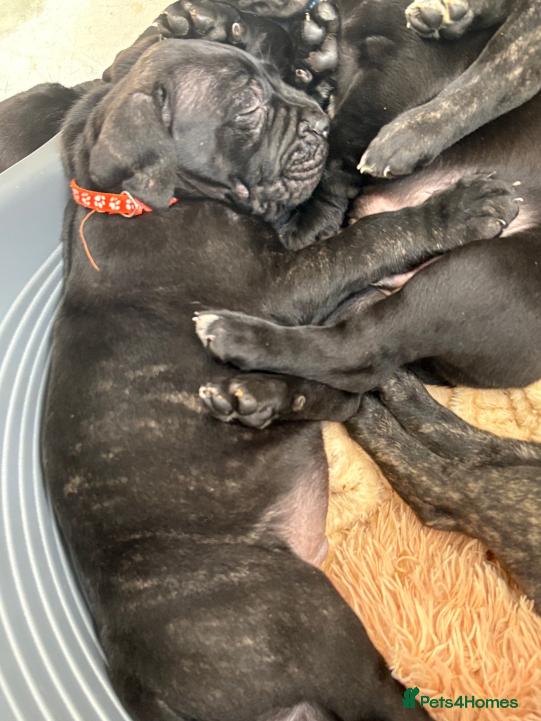 Mixed Breed dogs for sale: Cane Corso x boerboel  - Image 8