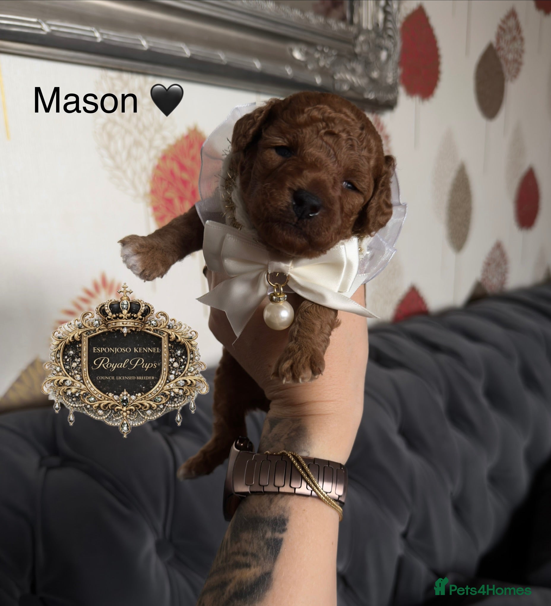 Toy Poodle dogs 5⭐️licensed ESPONJOSO tiny Half Asian Toy Poodle👑 - Advert 13
