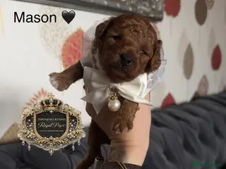 Toy Poodle dogs 5⭐️licensed ESPONJOSO tiny Half Asian Toy Poodle👑 - Advert 13