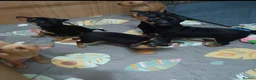 Miniature Pinscher dogs for sale: 6 Beautiful Miniature pincher Puppies  - Advert 11