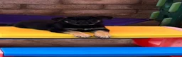 German Shepherd dogs for sale: German shepherd pup - Advert 8