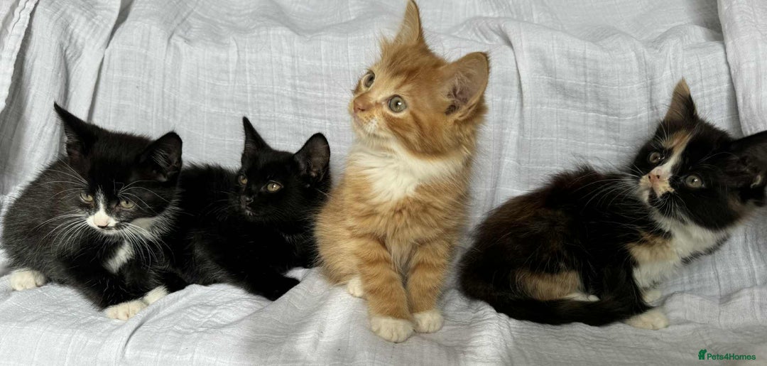 Mixed Breed cats for sale: Last black female left Turkish angora cross kitten - Image 27