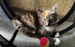 Mixed Breed cats for sale: Ginger,Tortoiseshell, Tuxedo Kittens Sale London  - Advert 9