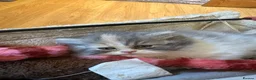 Persian cats for sale: Only 2 gorgeous female persian chinchill left now  - Advert 15