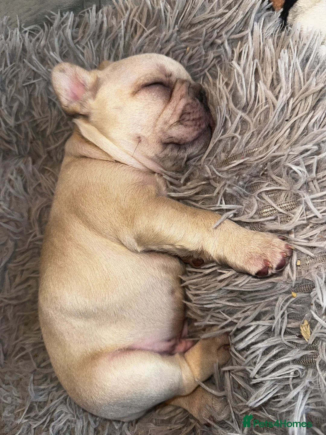French Bulldog dogs for sale: French bulldog puppies - boys - Advert 10