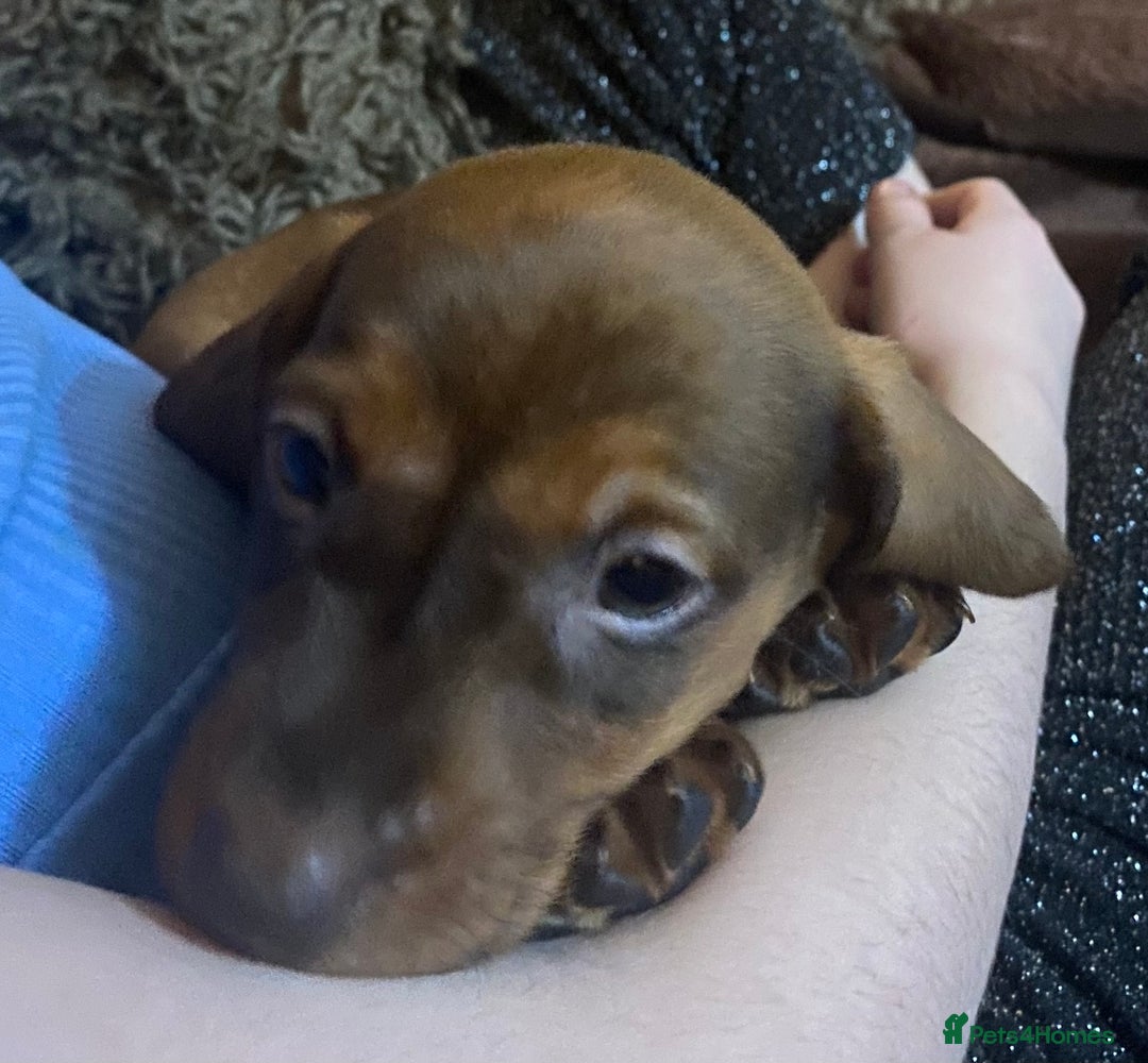 Miniature Dachshund dogs for sale: Mini dachshund  - Advert 3