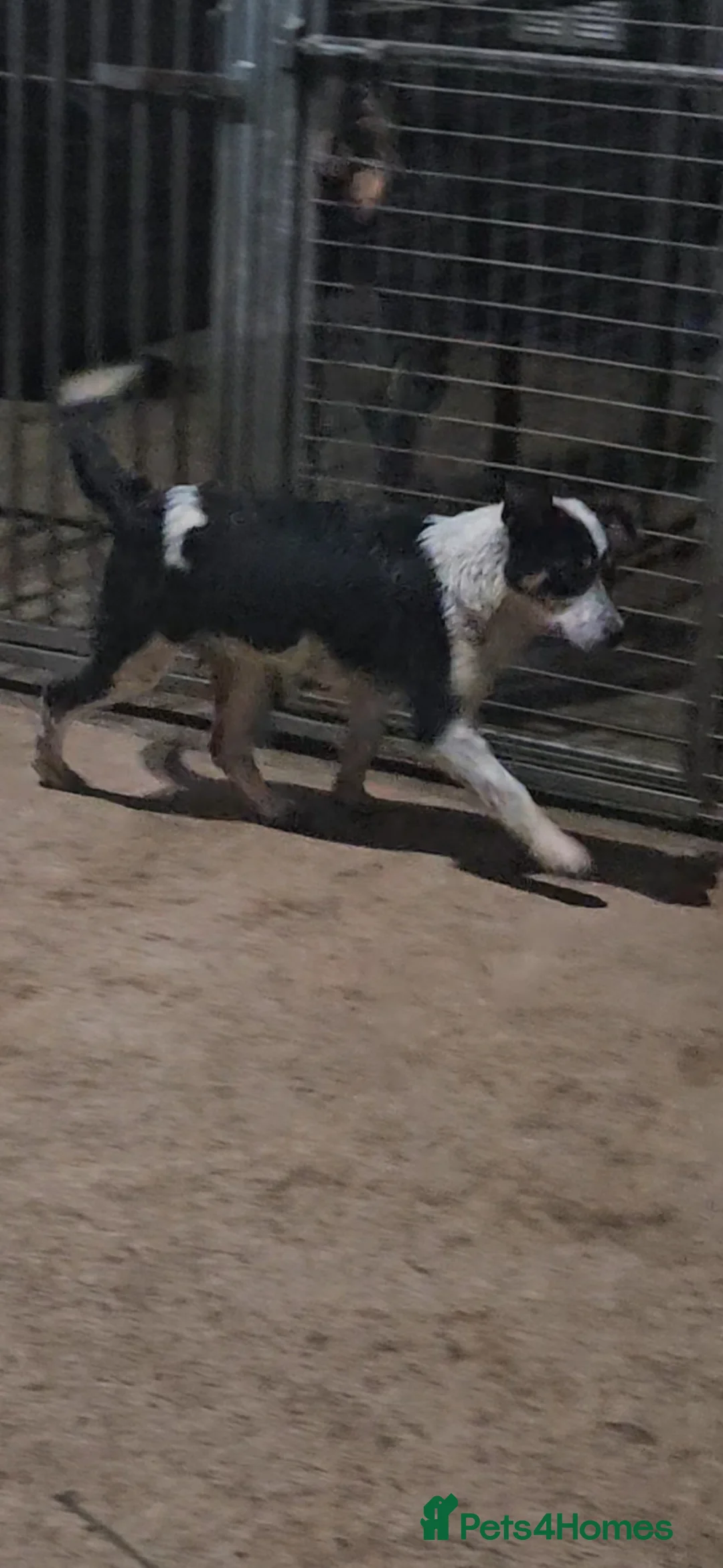Mixed Breed dogs for sale: AUSTRALIAN CATTLE DOG X COLLIE PUPPIES - Advert 2
