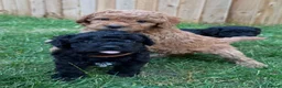 Cockapoo dogs for sale: Stunning Cockapoo Puppies - Advert 26