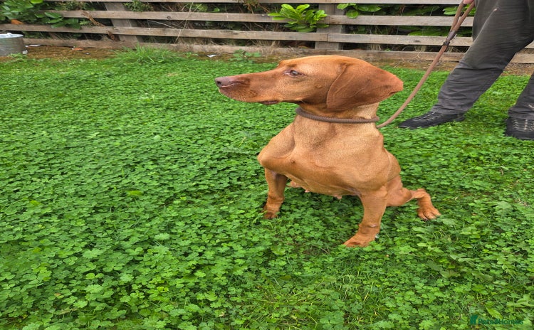 Hungarian Vizsla dogs - Advert 1