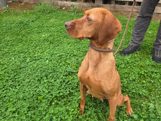 Hungarian Vizsla dogs 🧡 beautiful retired gundog Vizsla 🧡 - Advert 2