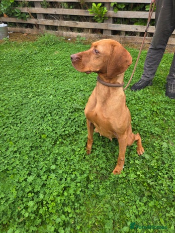 Hungarian Vizsla dogs - Advert 1