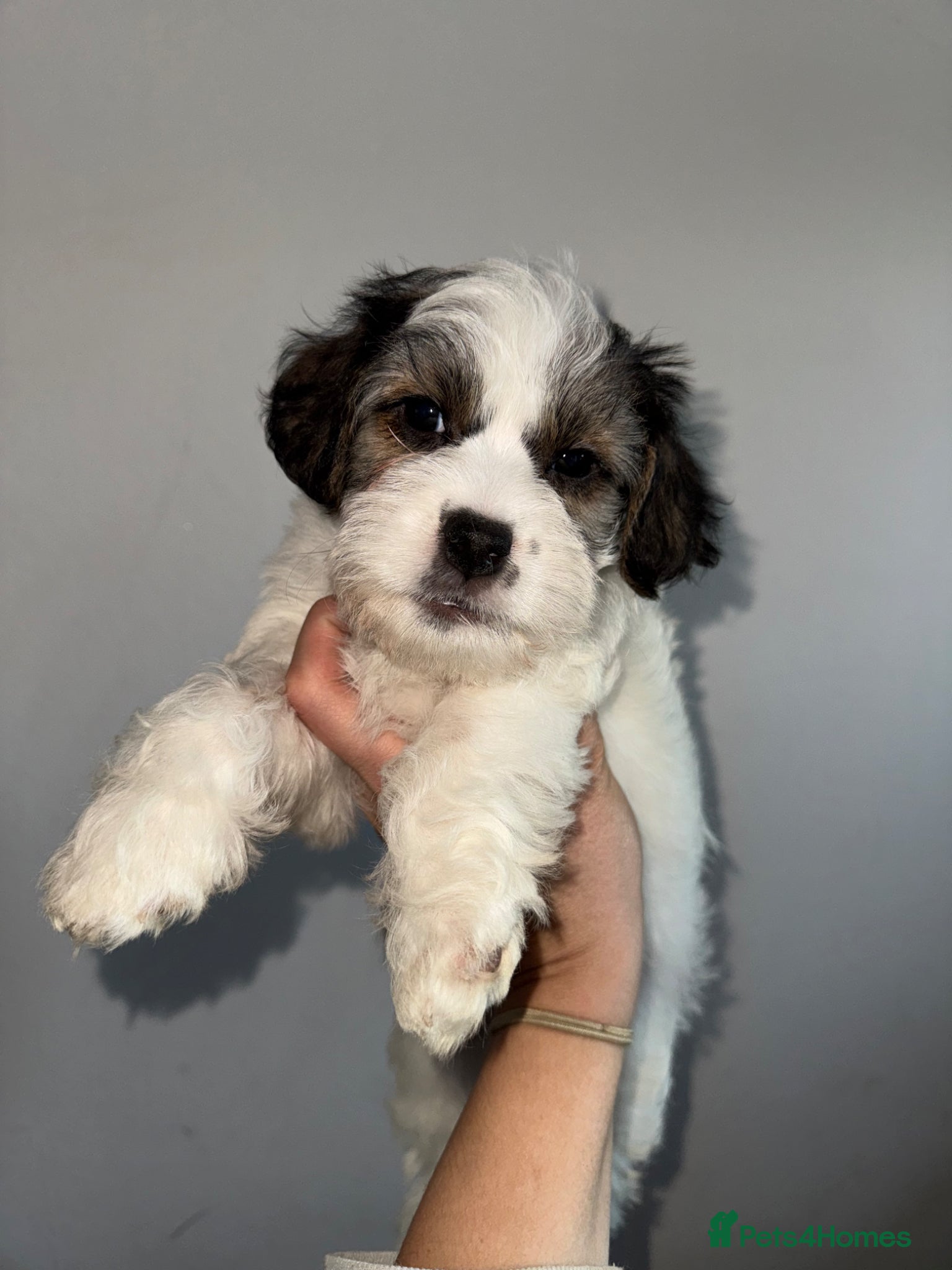 Mixed Breed dogs Sporting Lucas Terrier x Sealyham Terrier Puppies  - Advert 1