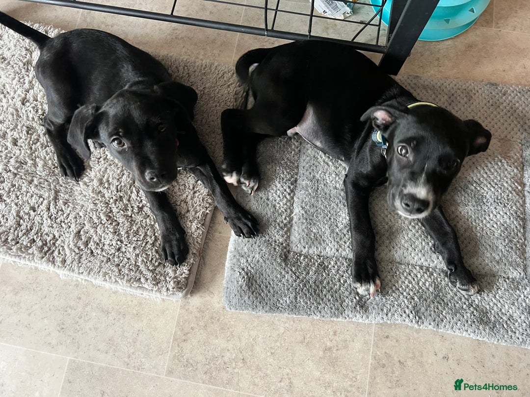 Mixed Breed dogs for sale: 2 playful Labrador puppies - Image 4