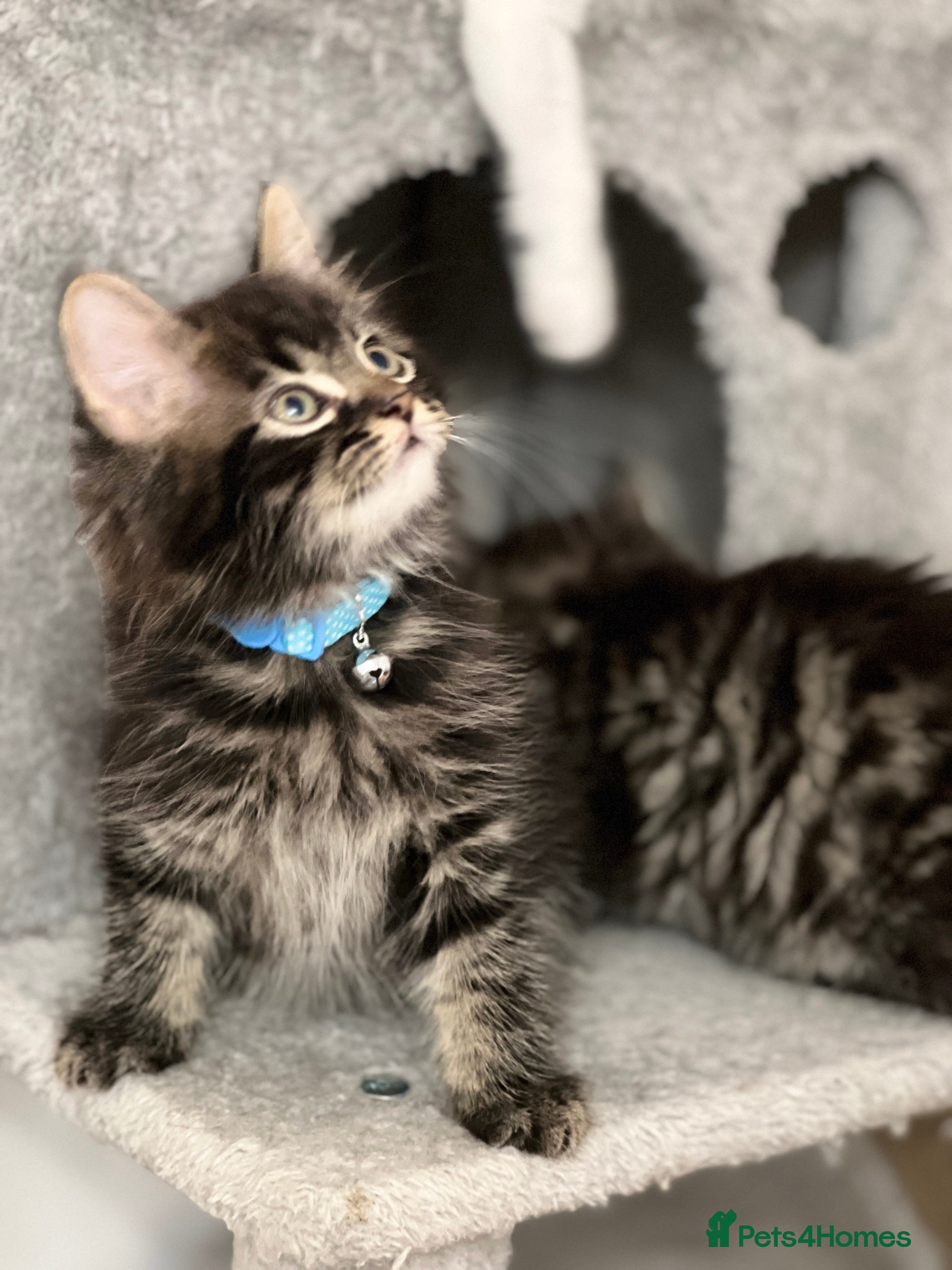 Mixed Breed cats Ready Now 2male and 1female Left - Advert 3