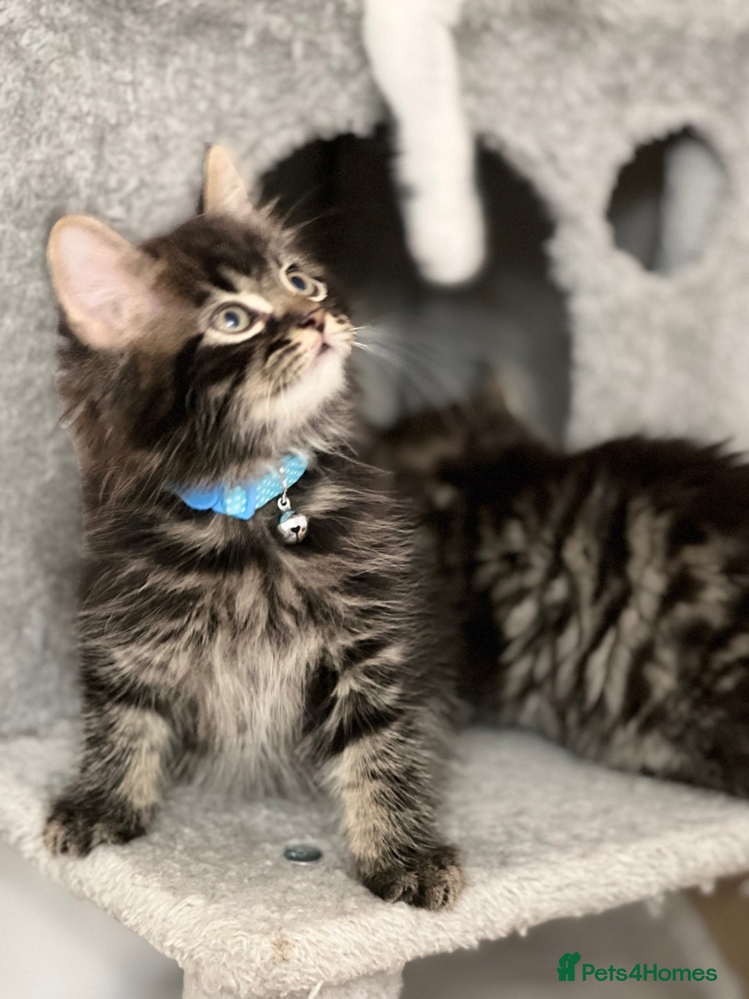 Mixed Breed cats for sale: Ready Now 2male and 1female Left - Advert 7