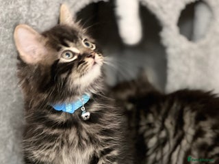 Mixed Breed cats Ready Now 2male and 1female Left - Advert 3