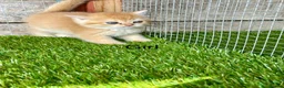 British Shorthair cats for sale: Golden kittens - Advert 9