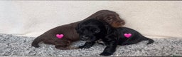 Cocker Spaniel dogs for sale: ✨Beautiful Cocker Spaniel Puppies✨ - Advert 2