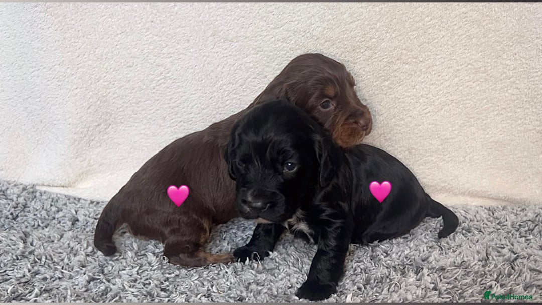 Cocker Spaniel dogs for sale: ✨Beautiful Cocker Spaniel Puppies✨ - Advert 2