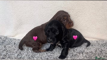 Cocker Spaniel dogs ✨Beautiful Cocker Spaniel Puppies✨ - Advert 12