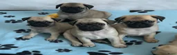 Pug dogs for sale: KC registered Pug puppies looking for new home  - Advert 8
