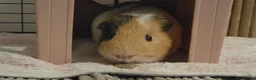 Guinea Pig rodents for sale: Guinea Pigs Looking for new home - Advert 4