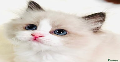 Ragdoll cats - Advert 4