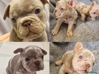 French Bulldog dogs Stunning dwkc merle french bulldogs - Advert 12