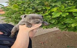 Staffordshire Bull Terrier dogs for sale: Blue Staffordshire puppies - Image 4