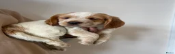 Cocker Spaniel dogs for sale: Working cocker spaniel puppies  - Advert 35