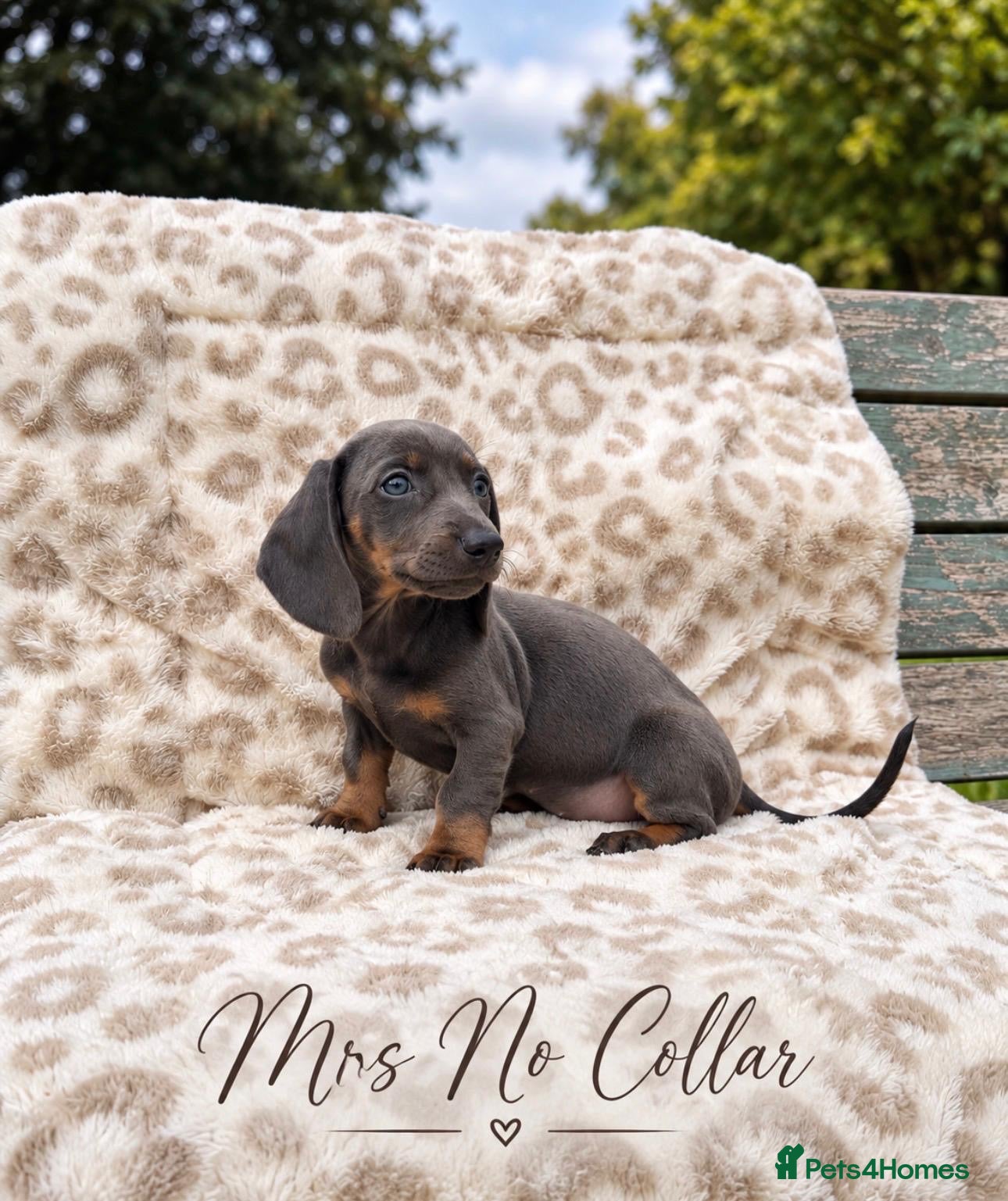 Miniature Dachshund dogs Blue and tan and Black and Tan Dachshund - Advert 1