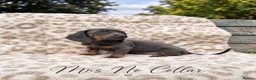 Miniature Dachshund dogs for sale: Blue and tan and Black and Tan Dachshund - Advert 1