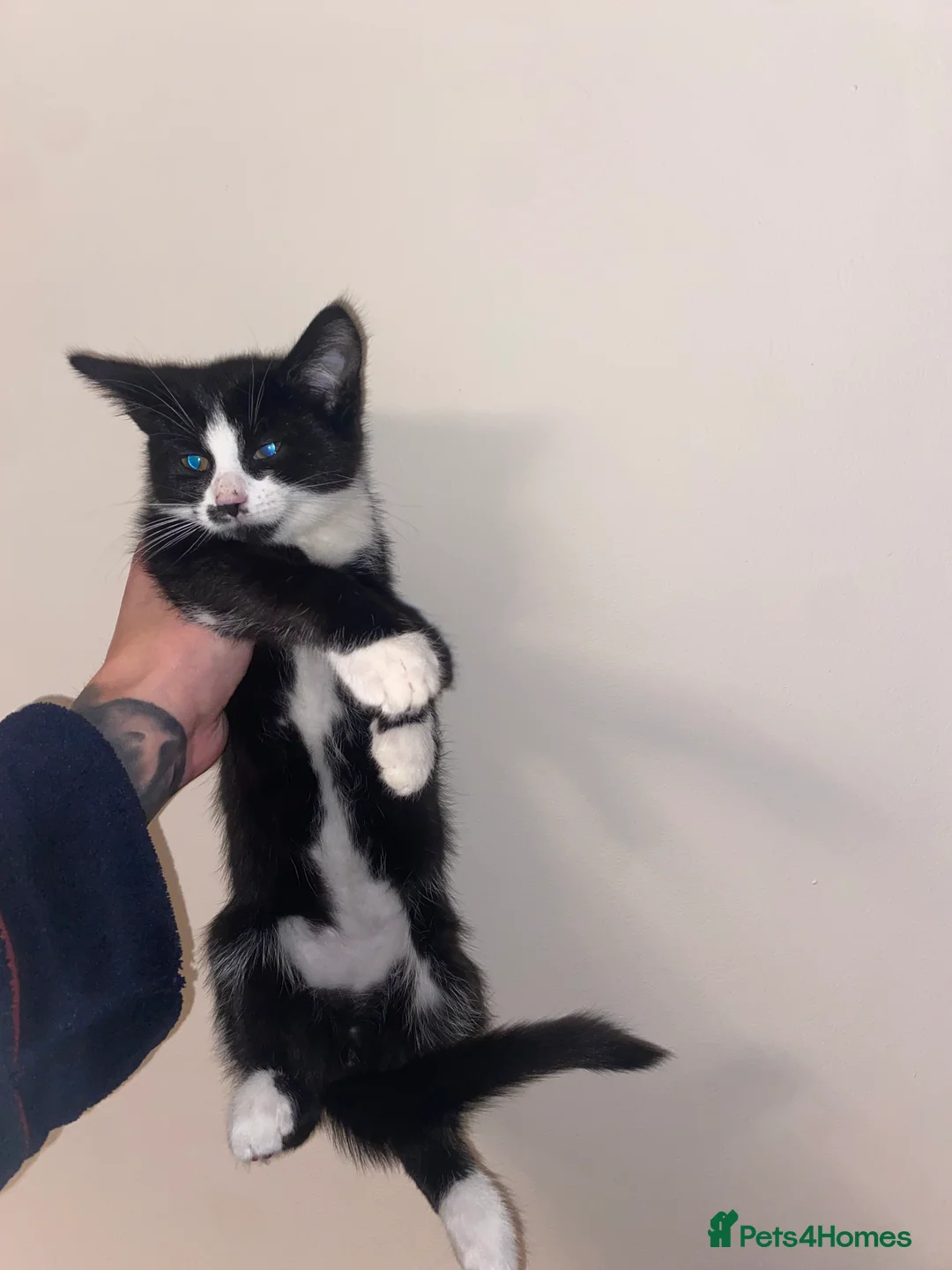Mixed Breed cats for sale: Loving Kitten - Advert 7