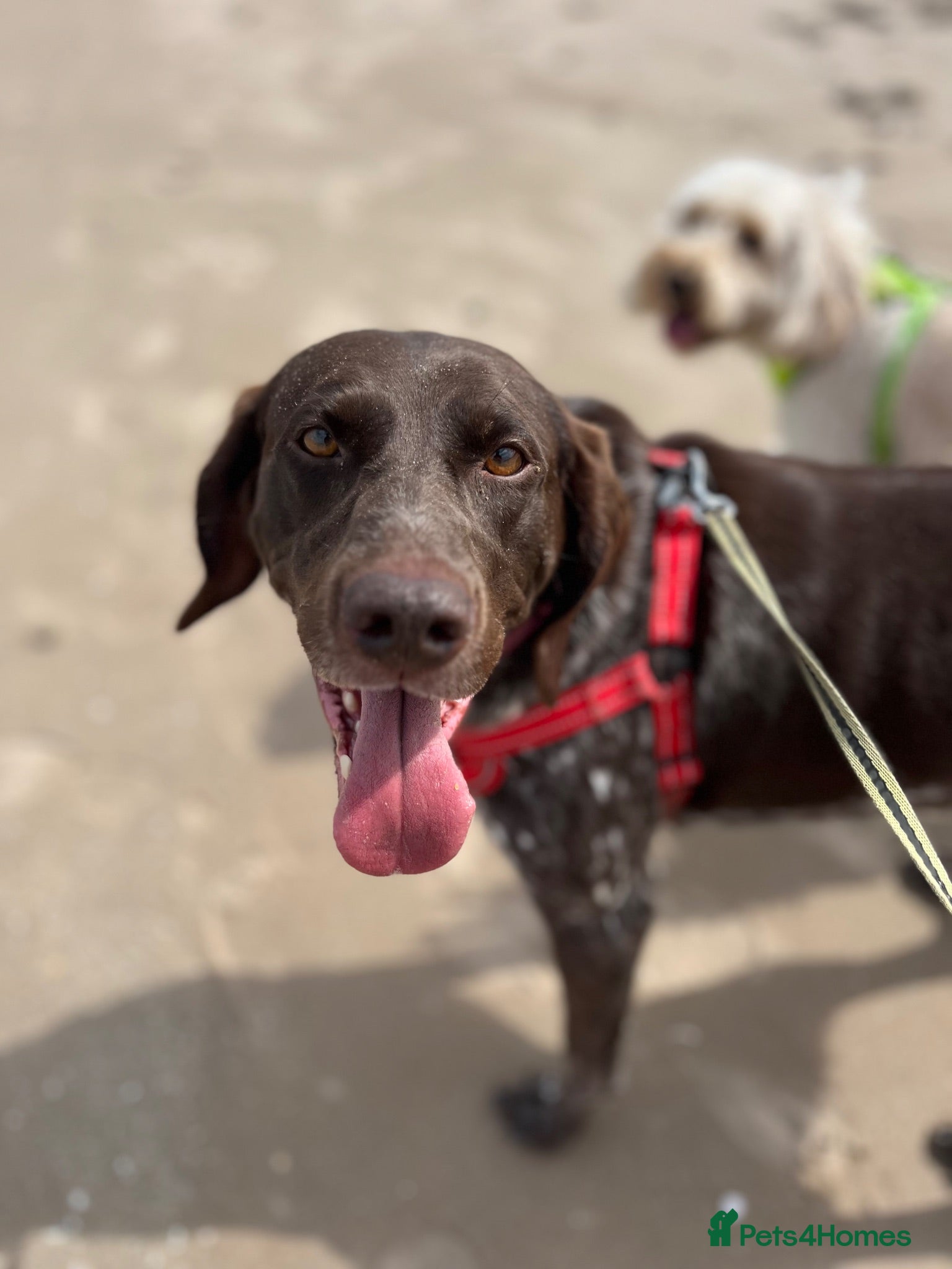 German Shorthaired Pointer dogs German Short haired pointer looking for a new home - Advert 2