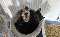 Mixed Breed cats for sale: 6 kittens for sale - Advert 7
