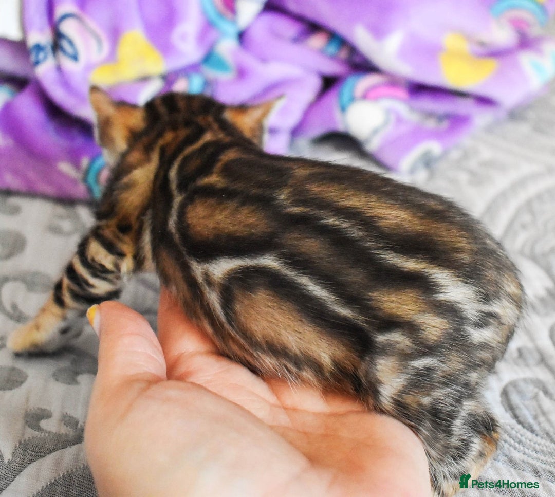 Bengal cats for sale: Import Bloodline Snow & Brown Clouded Bengals in Nelson - Advert 8