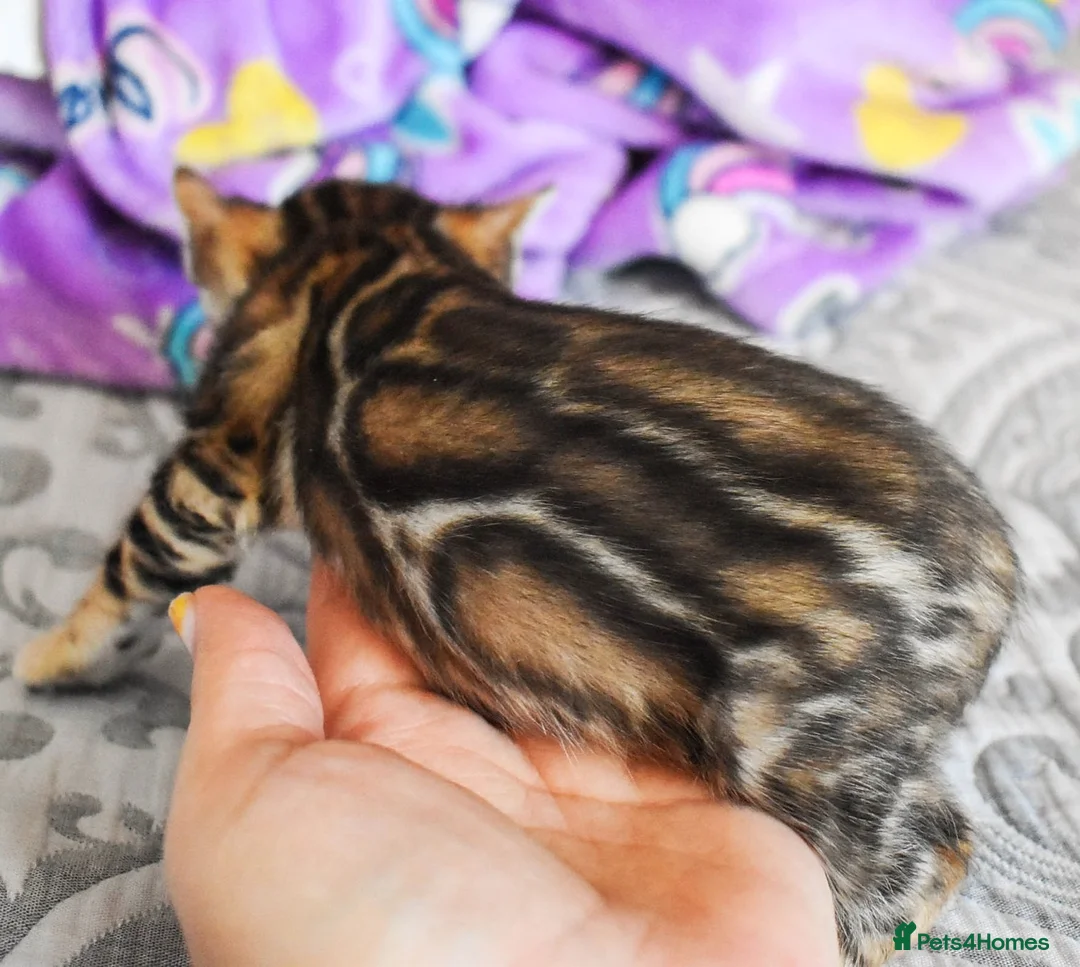 Bengal cats for sale: Import Bloodline Snow & Brown Clouded Bengals in Nelson - Advert 9