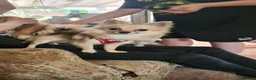 Chihuahua dogs for sale: Four adorable boys- ready soon in Canterbury - Advert 1