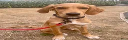 Mixed Breed dogs for sale: 21-week-old puppy looking for an experienced home in Frodsham - Advert 4