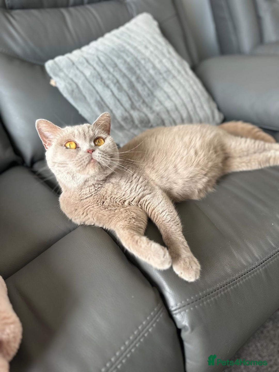 British Shorthair cats for sale: British Shorthair Lilac Female - Image 2