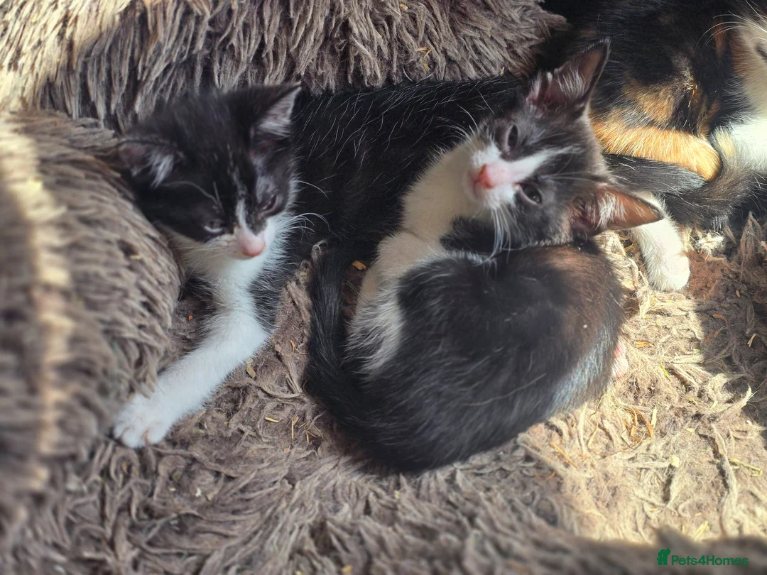 Mixed Breed cats for sale: 2 male kittens dsh x ragdoll - Advert 4