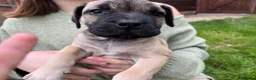 Boerboel dogs for sale: 2 gorgeous Boerboel girls ready now!! - Advert 6