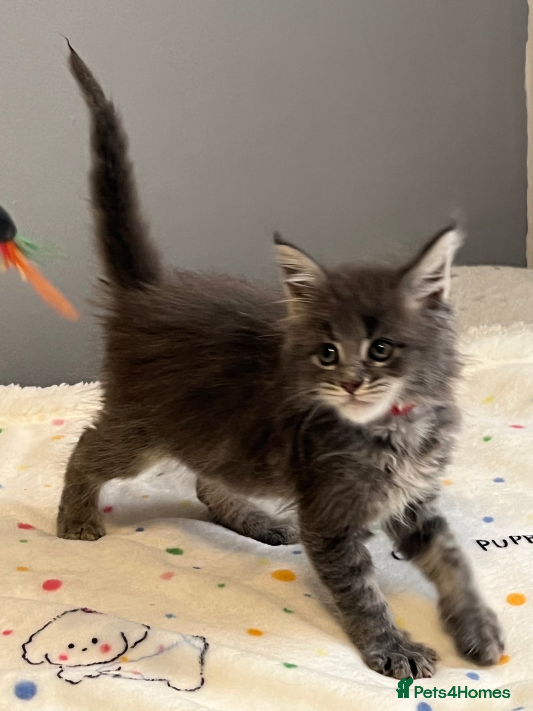 Maine Coon cats for sale: 6 Maine Coon kittens blue colour - Advert 6