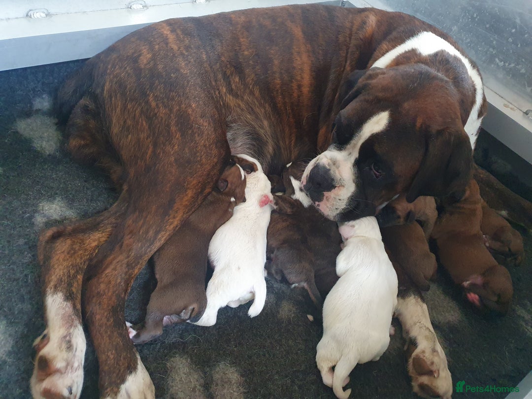 Boxer dogs for sale: KC registered tailed and bobtailed boxer puppies  - Advert 1