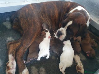 Boxer dogs KC registered tailed and bobtailed boxer puppies - Advert 1