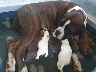 Boxer dogs KC registered tailed and bobtailed boxer puppies - Advert 2