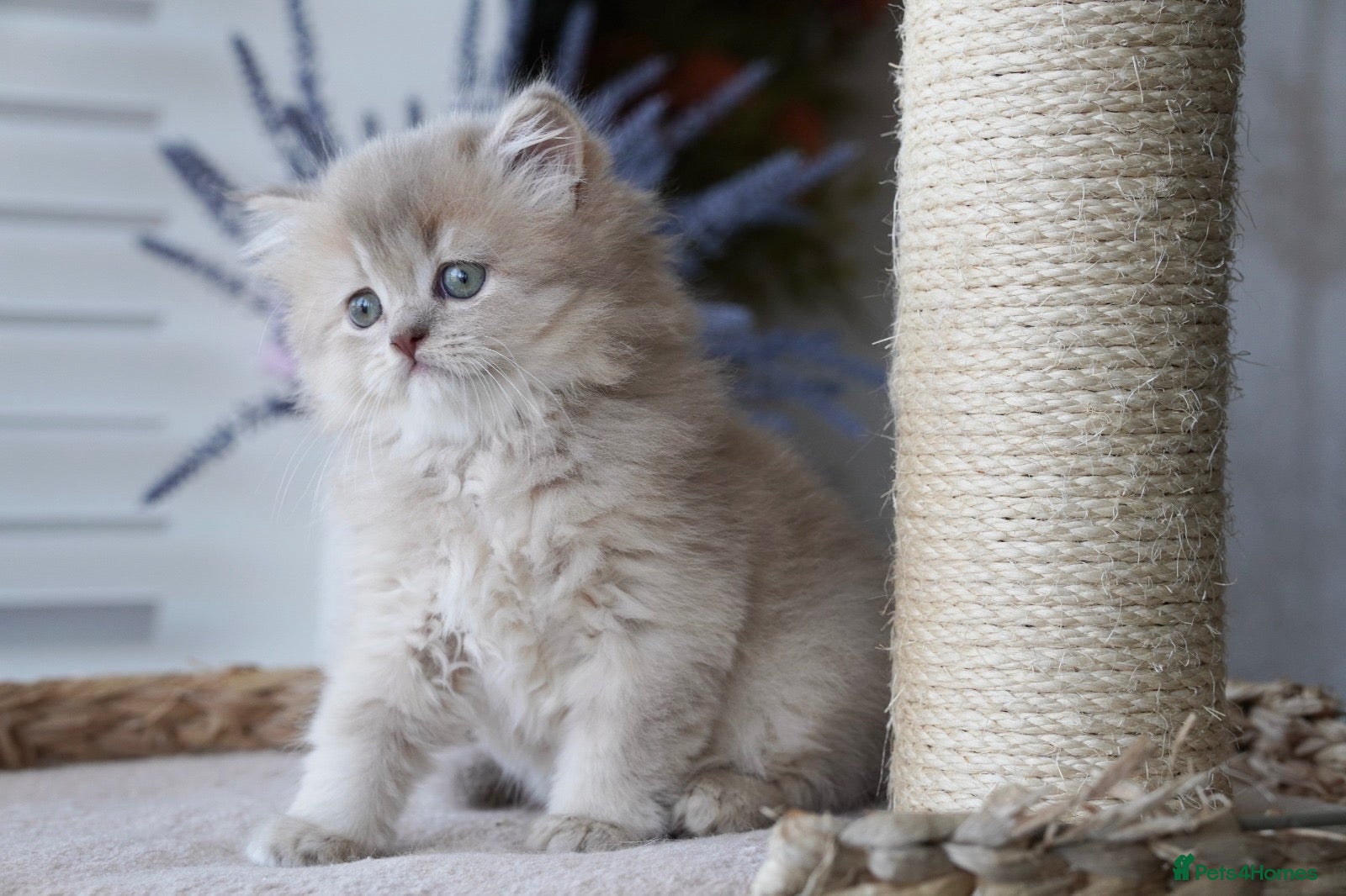 Munchkin cats Beautiful munchkin kittens - Advert 2