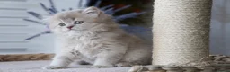 Munchkin cats for sale: Beautiful munchkin kittens - Advert 2