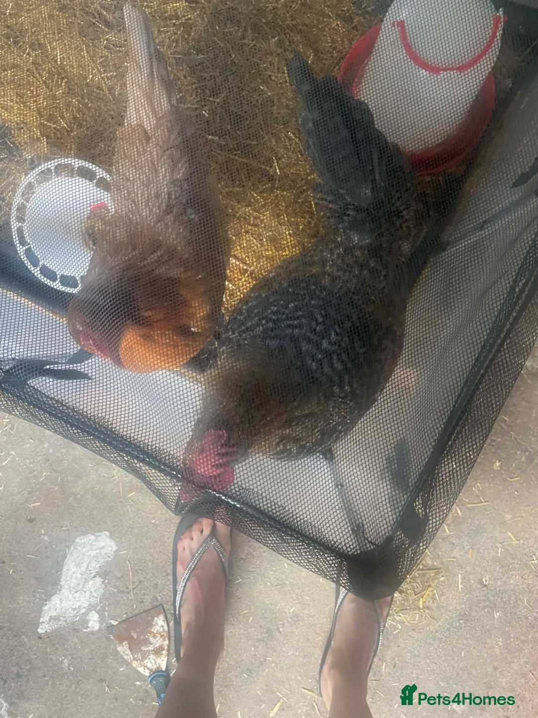 Chickens poultry for sale:  to Good Home  - Advert 5